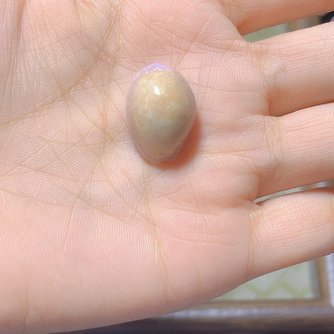 大理石磁石动***子天然贝壳海螺批发零售