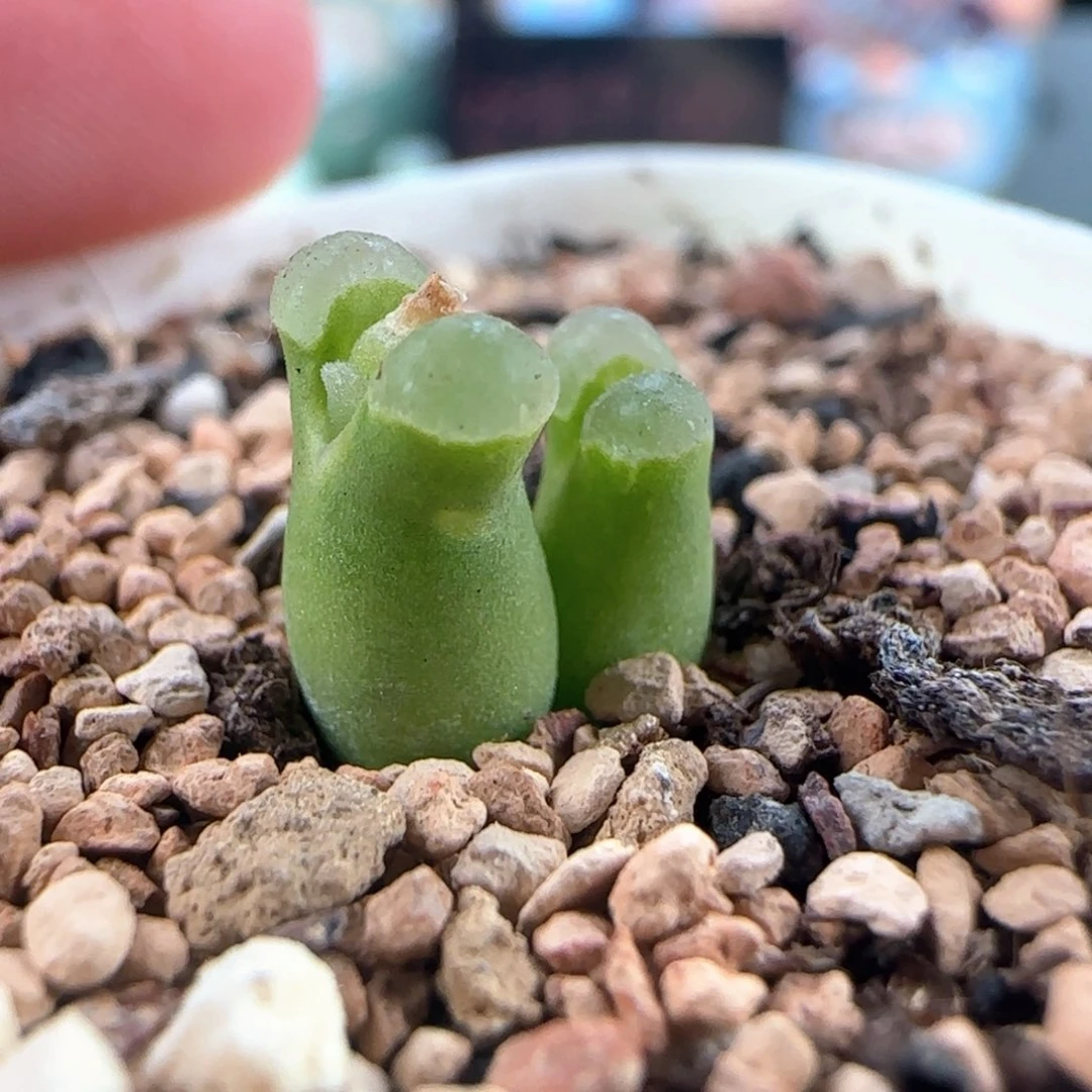 1051/奶瓶风铃///