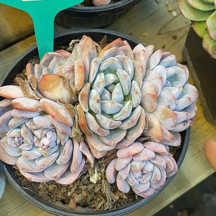 漫**端石榴籽星影，808161