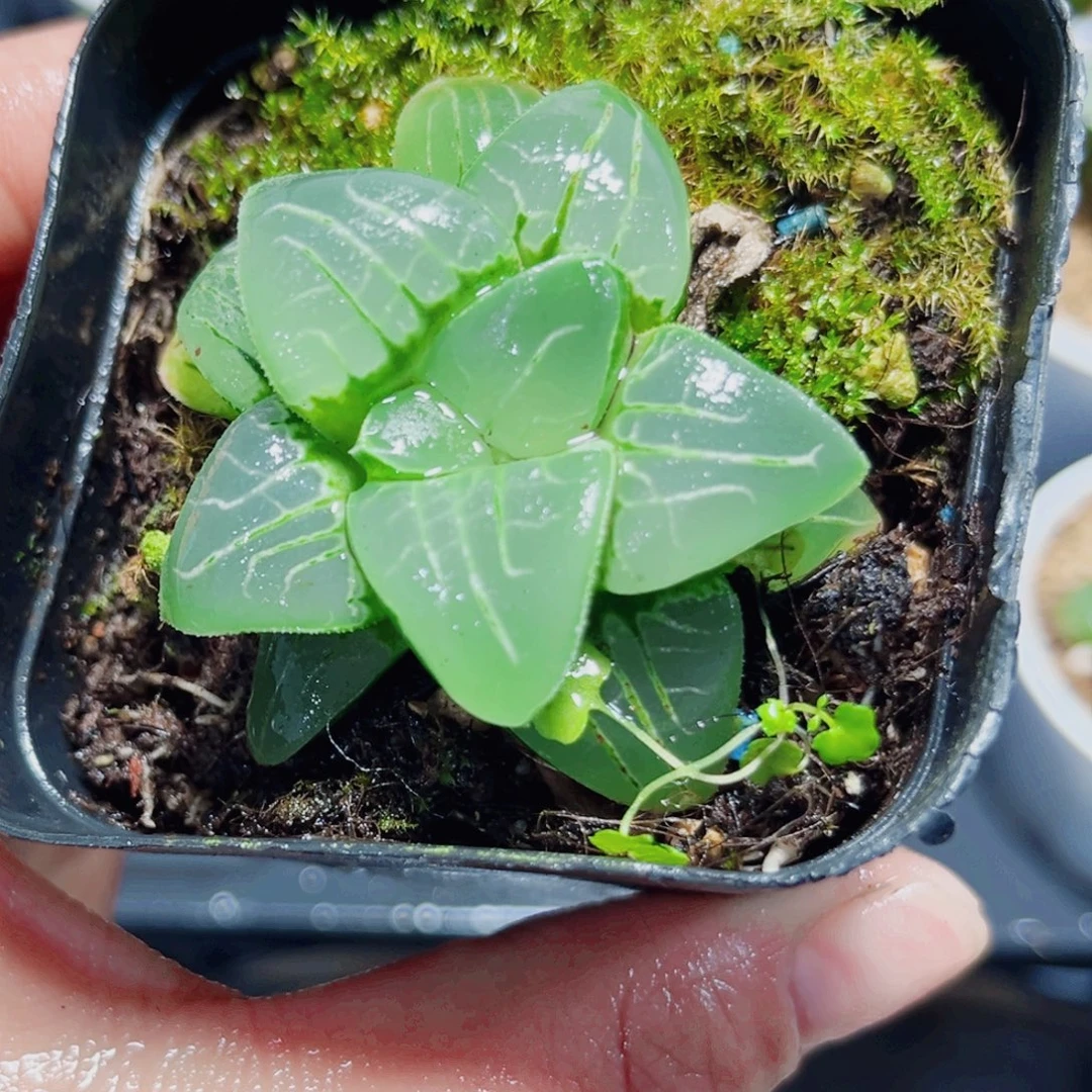 粉色甜心多肉植物6666