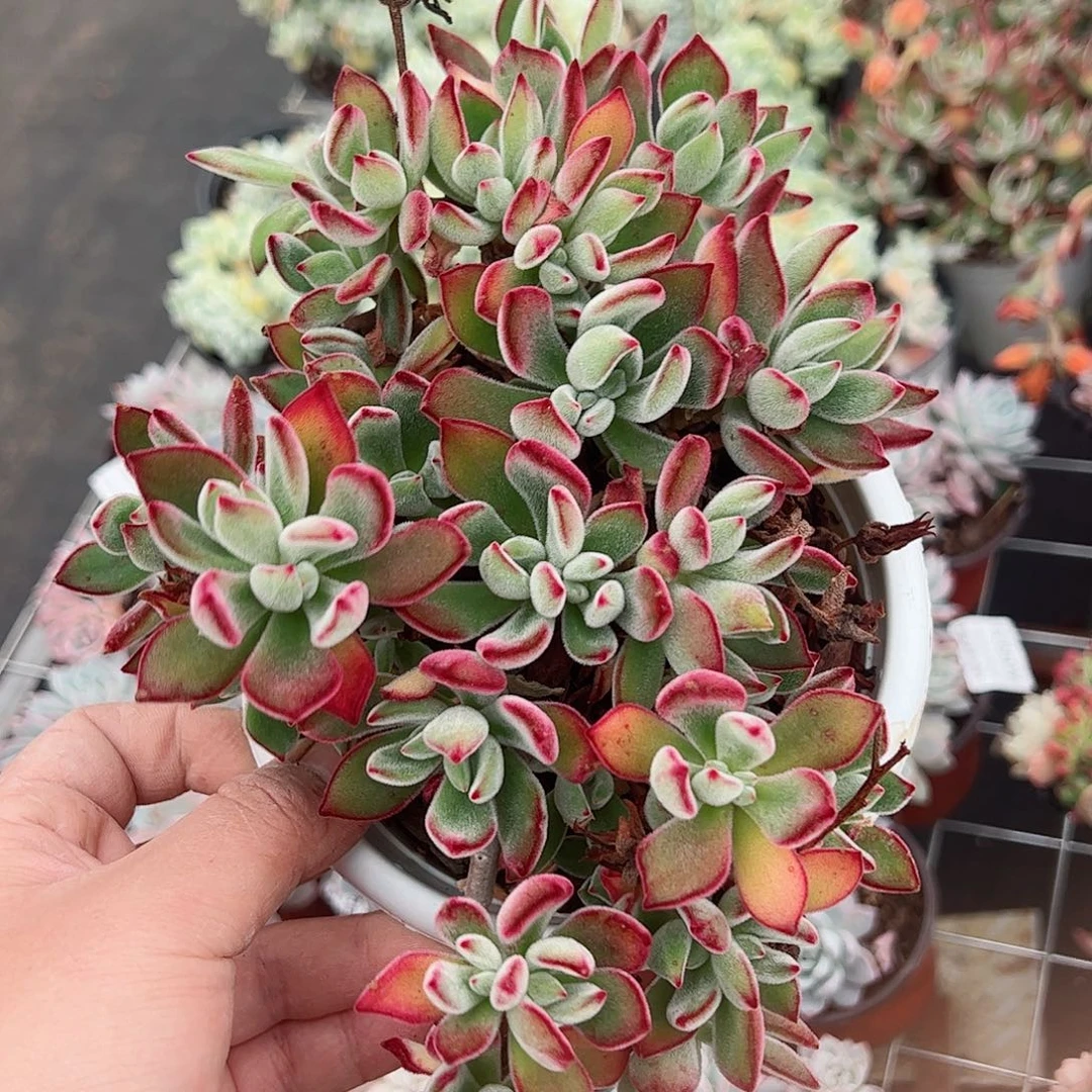 锦晃星整桩群生老桩