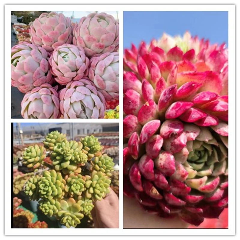 x香妃+香格里拉+朱砂痣 精品多肉耐旱耐冻种植新手好养朱砂痣