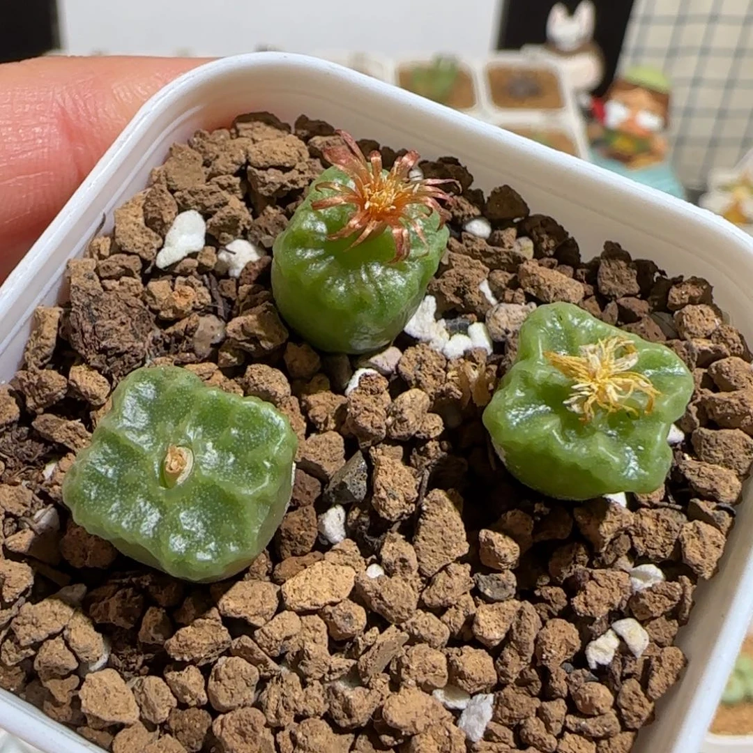 肉锥多肉植物组合-方烧一盆241