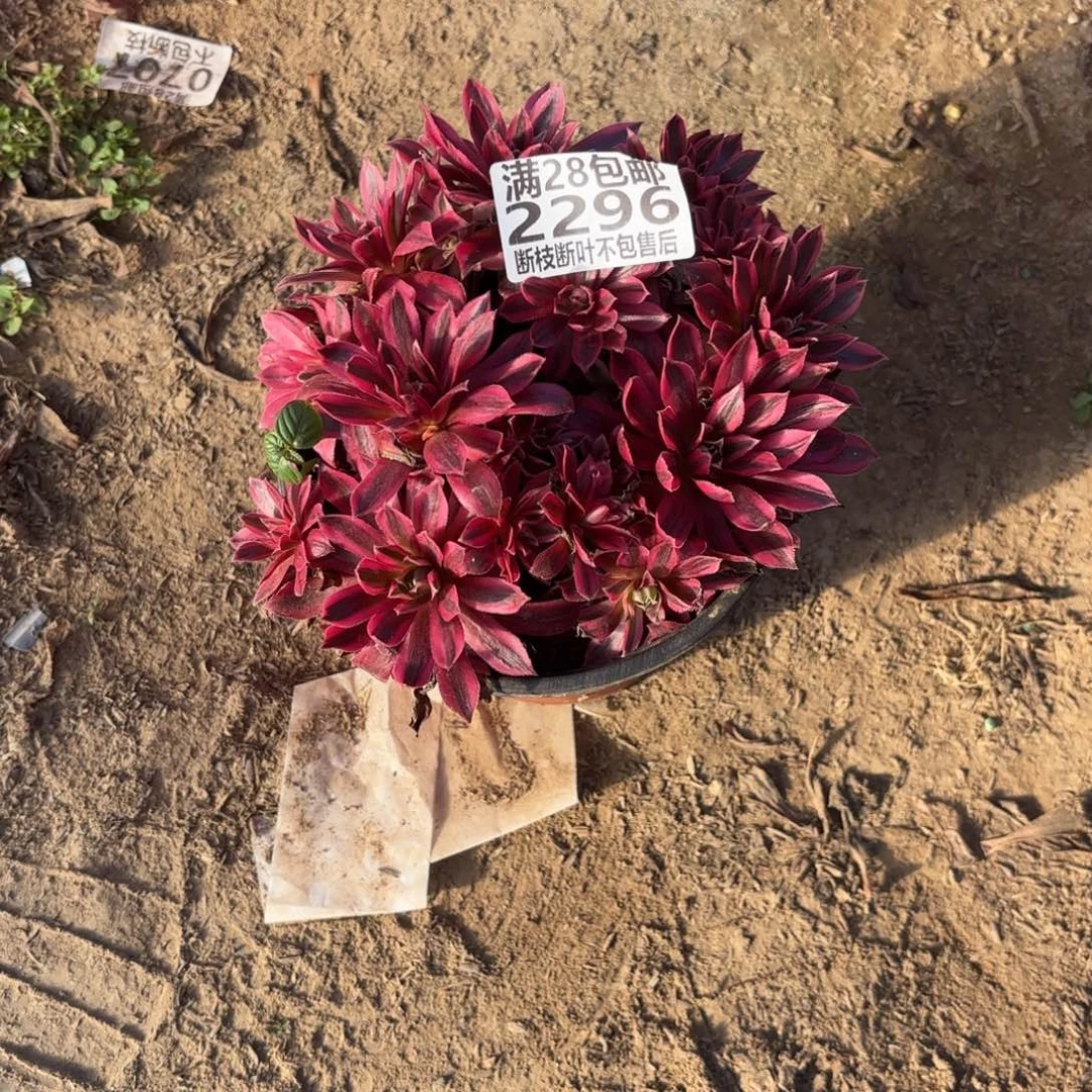 M. 2296凤凰超白多肉。ade