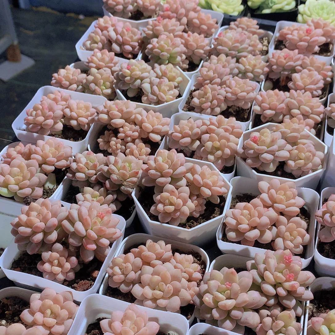 三头阳光玫瑰23456778899999