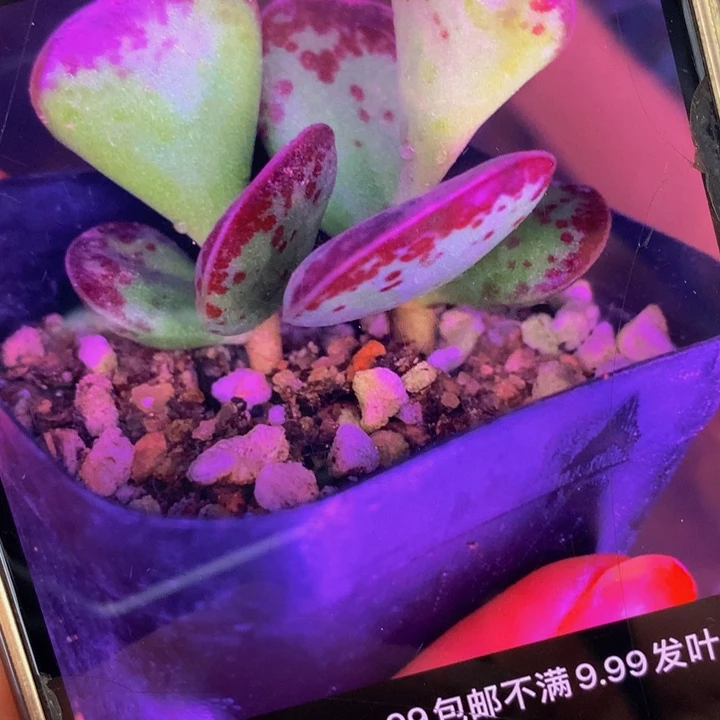 爱心  （满9.99包邮不满9.99发叶子）