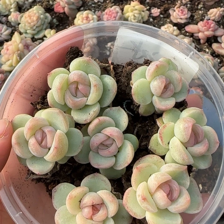 白冰珍妮多肉一盒