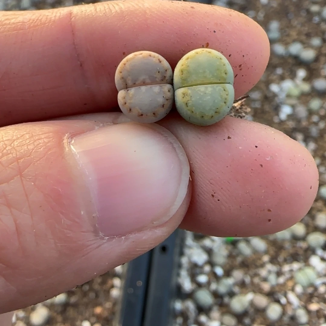 福利一对小个子饼干30包邮