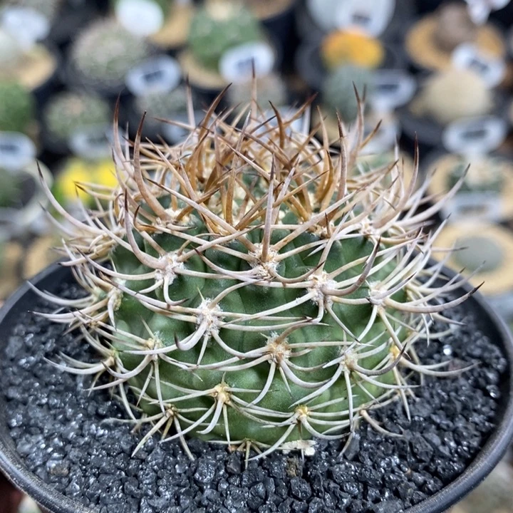 实生逆豹丸1078号5cm