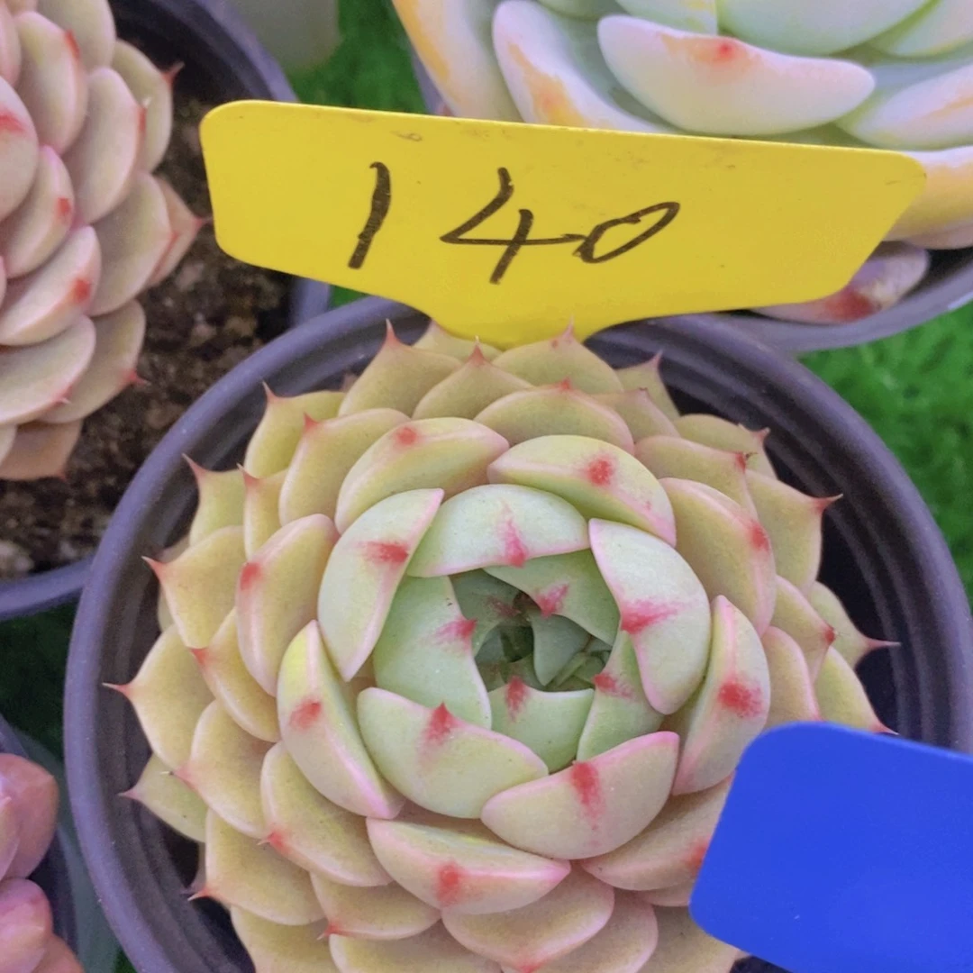 开心多肉，活动专场