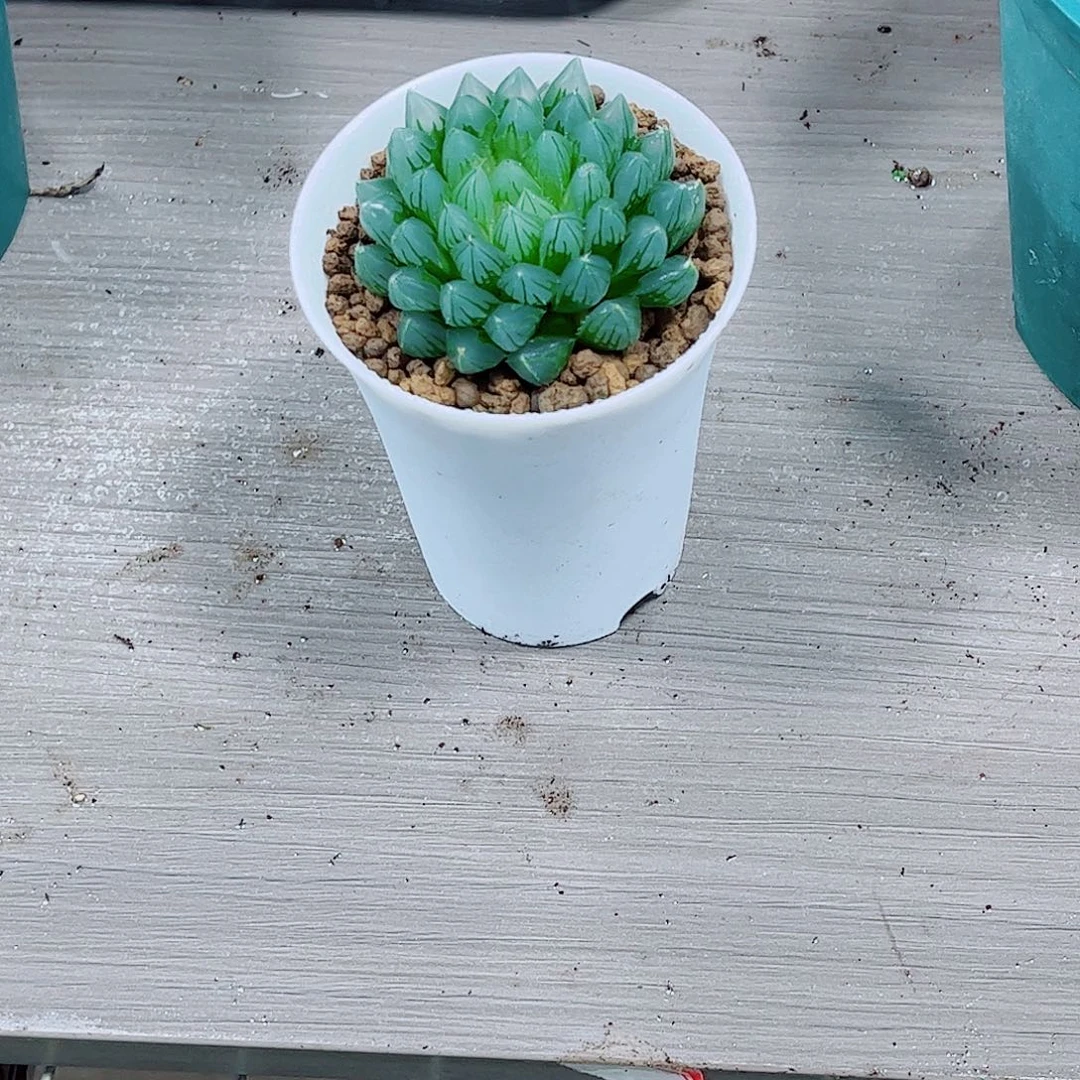 黑姬玉露一勿一拍