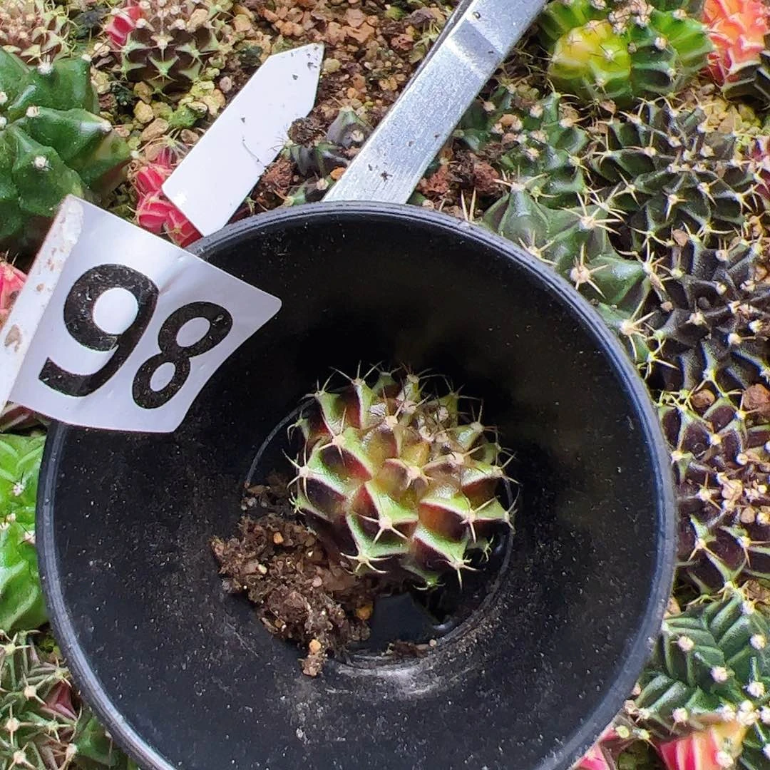 ****七当前无花栽培后可以开花861