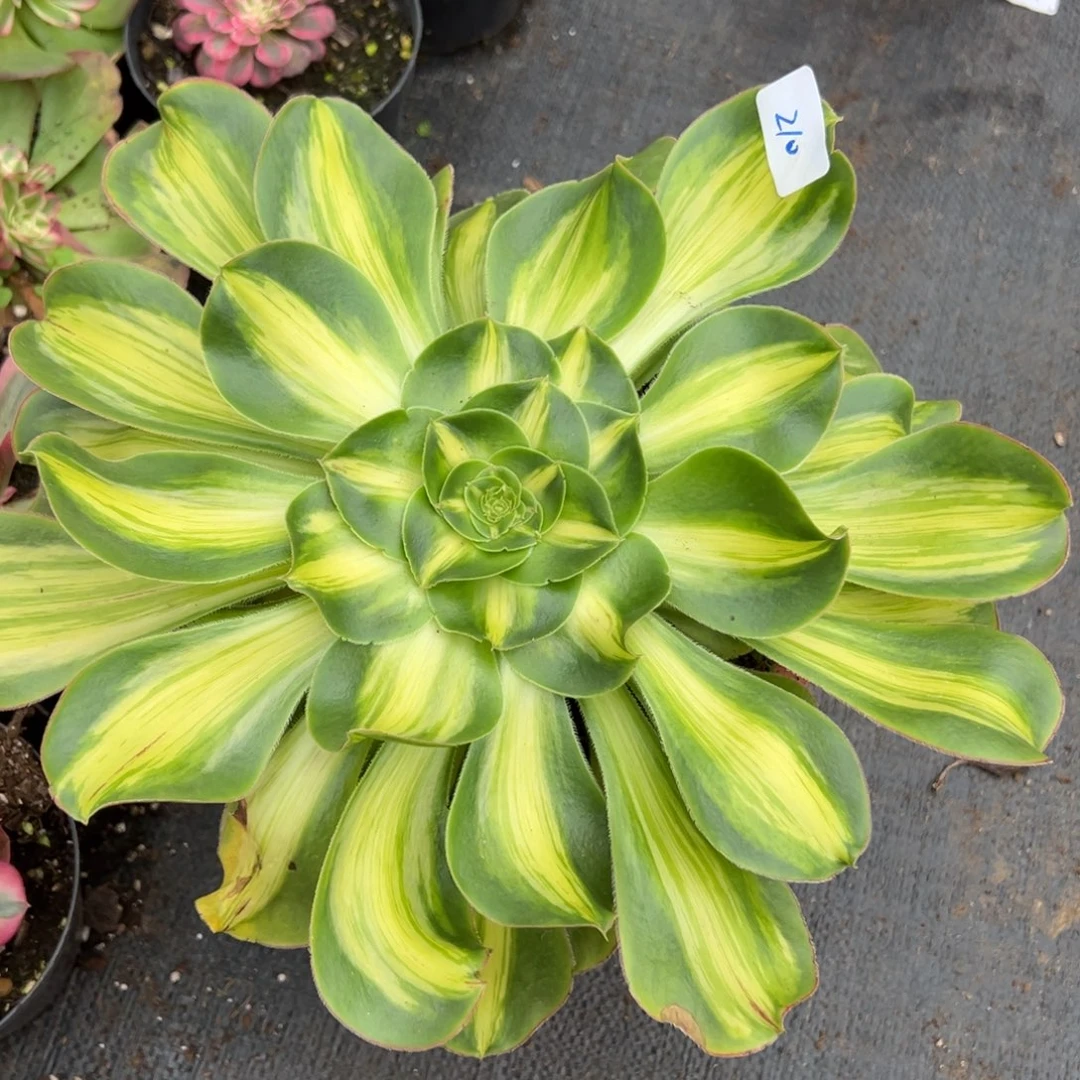 210暴君多肉植物一