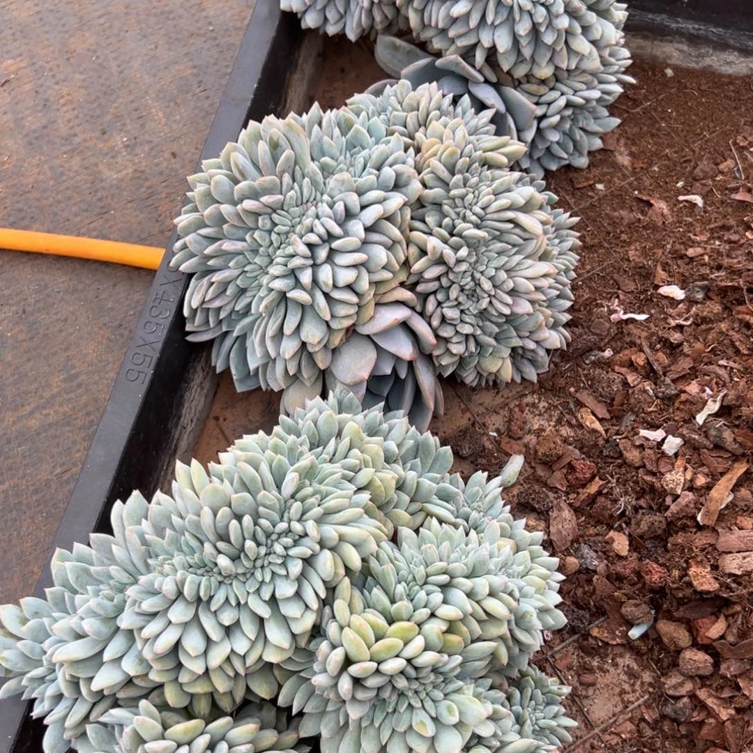 ?***我1234567896665