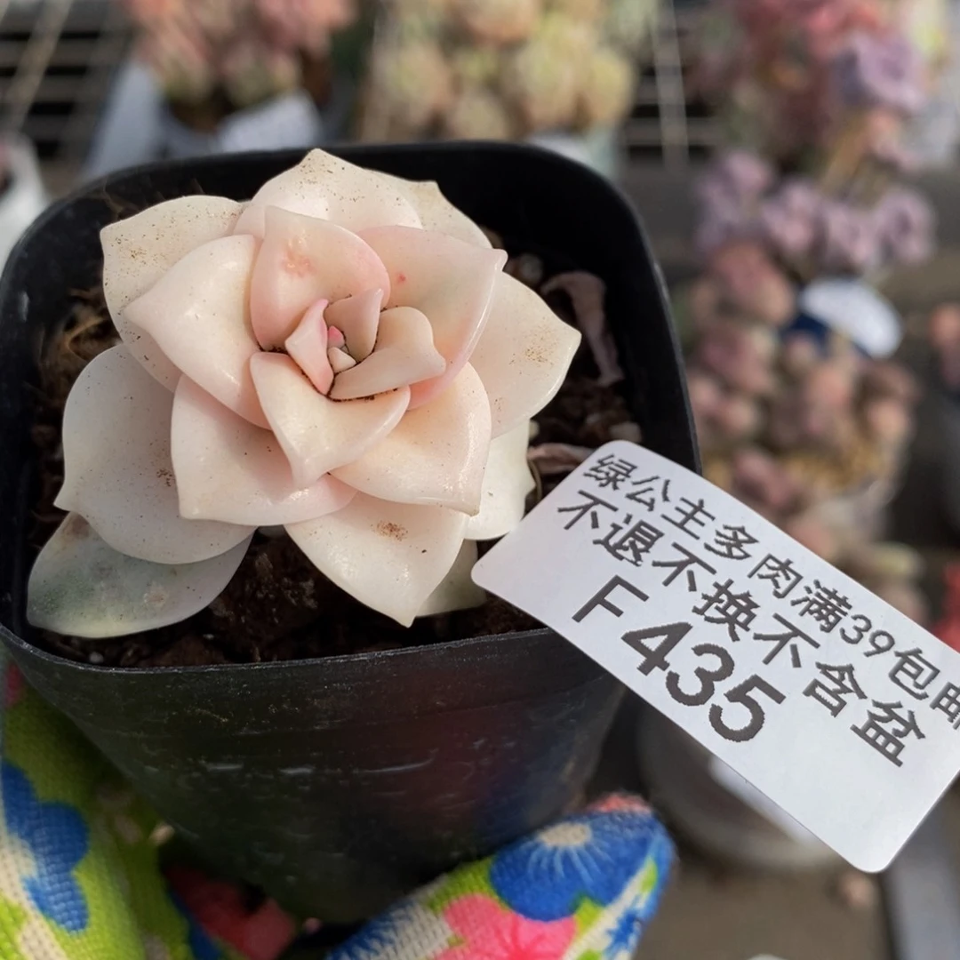 彩虹锦435/4cm的肉