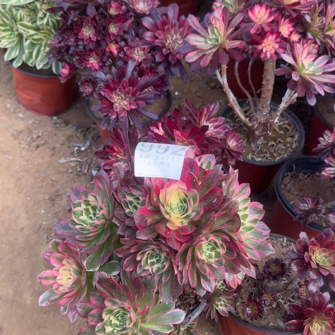 992号海王母本清棚不包损