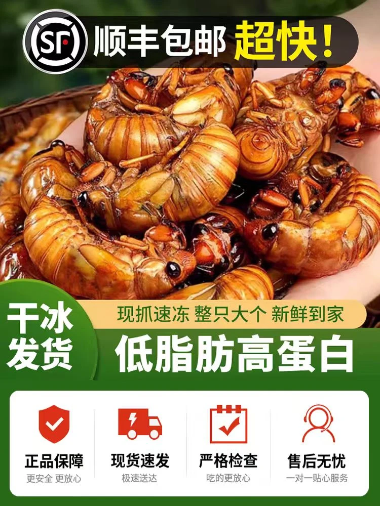 新鲜知了猴金蝉爬叉猴营养丰富速冻保鲜顺丰发货