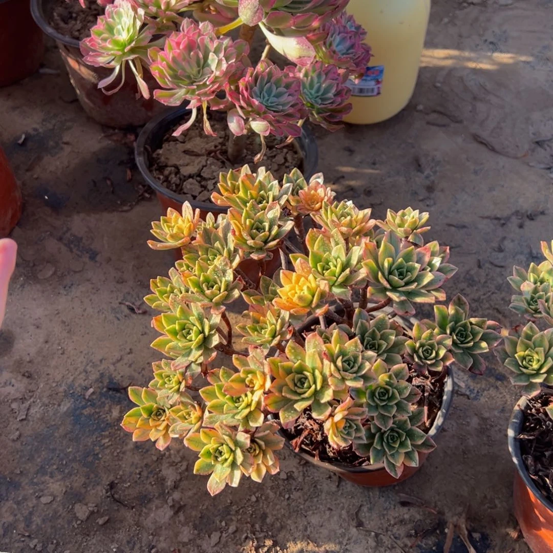 甜茶法师9.9多肉植物