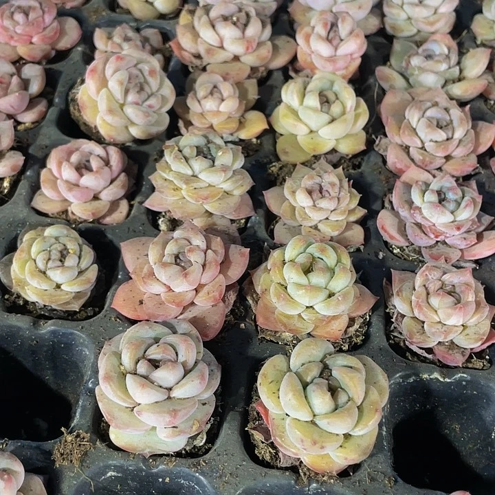 小冰魄1元带土发