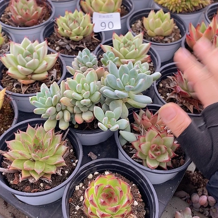 90 多肉植物盆栽植物