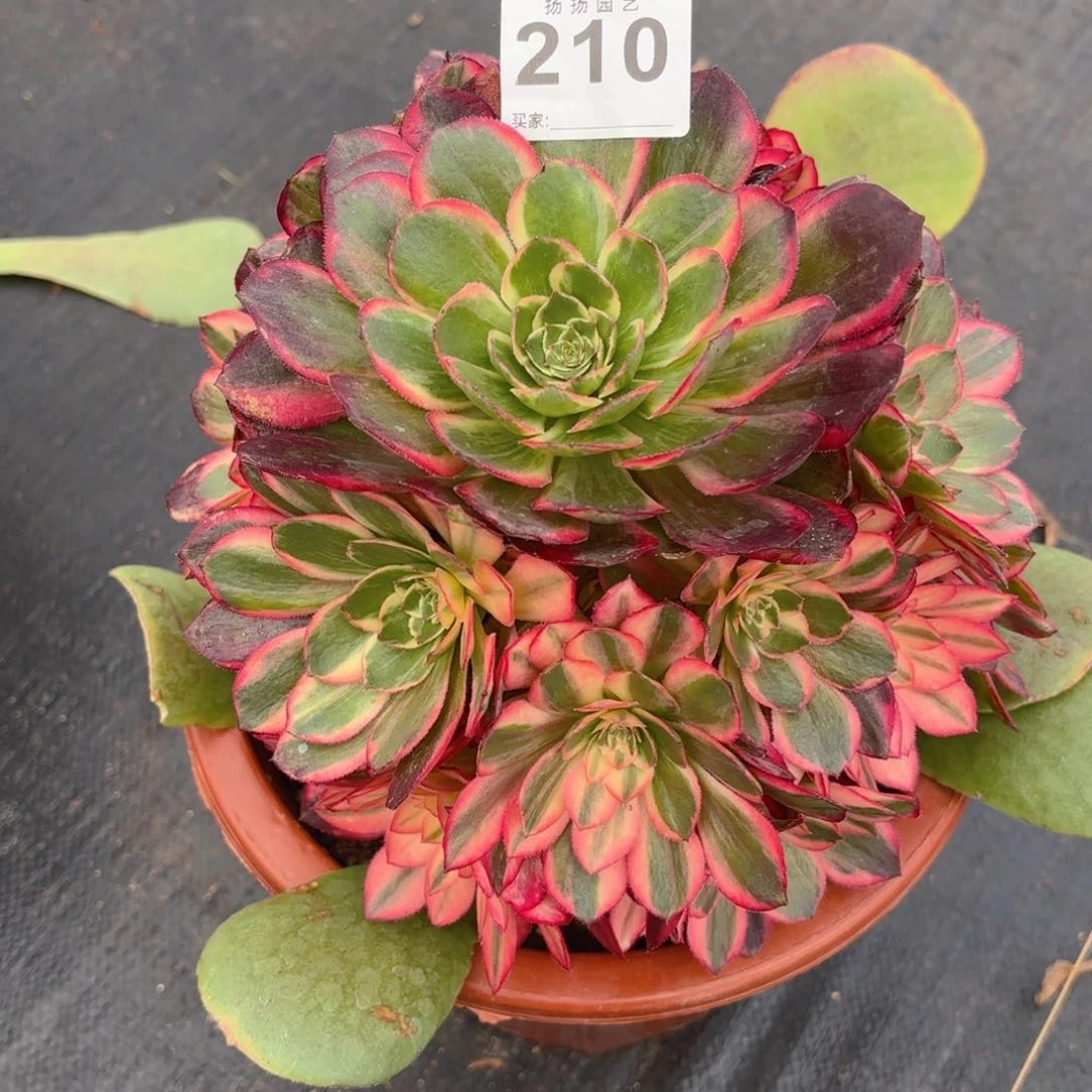 糖*?12345  210多肉法师