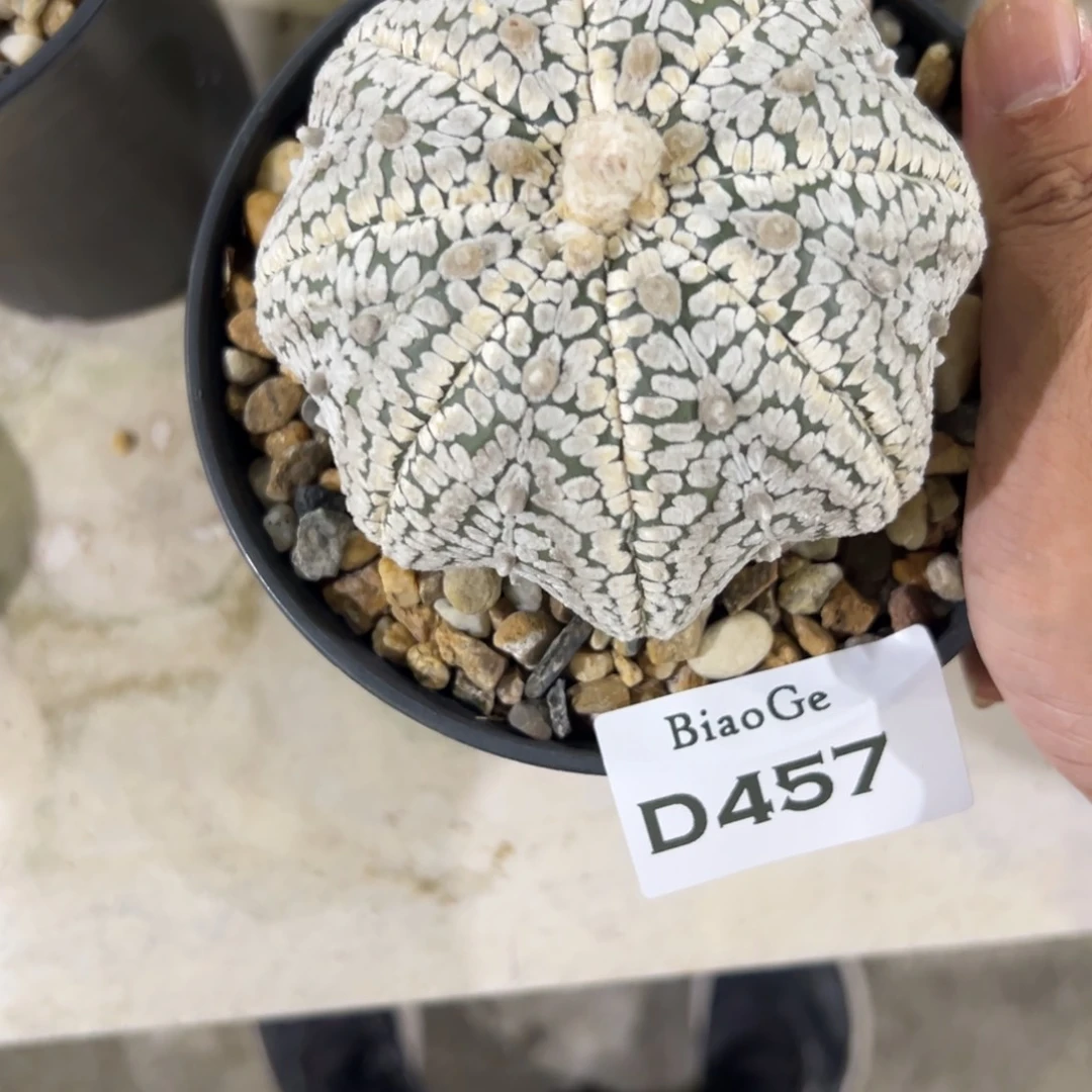 ?****D457号兜仙人球多肉植物
