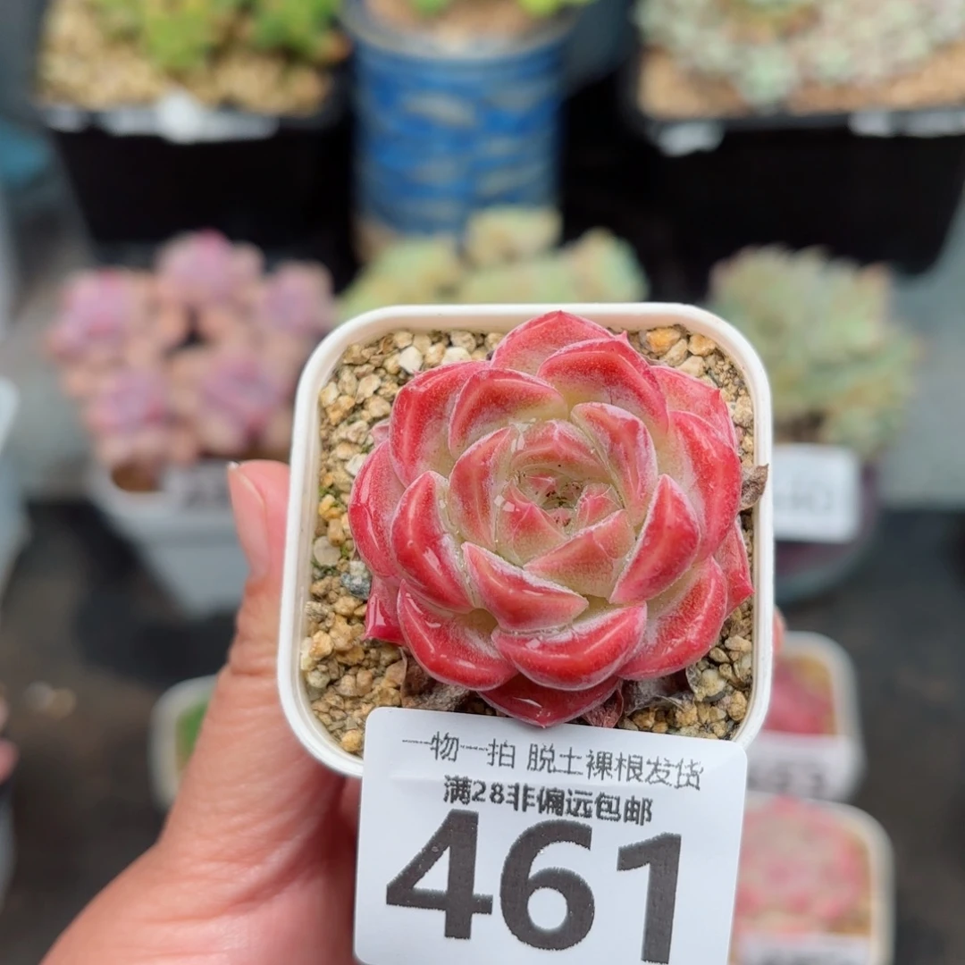 橘子糖无盆土发货