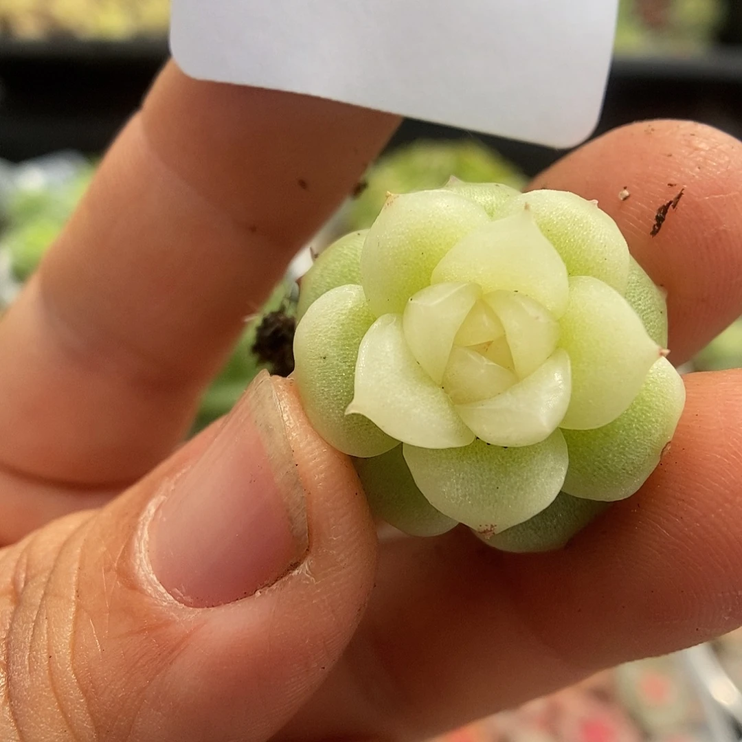 一物一拍一物一拍925-707