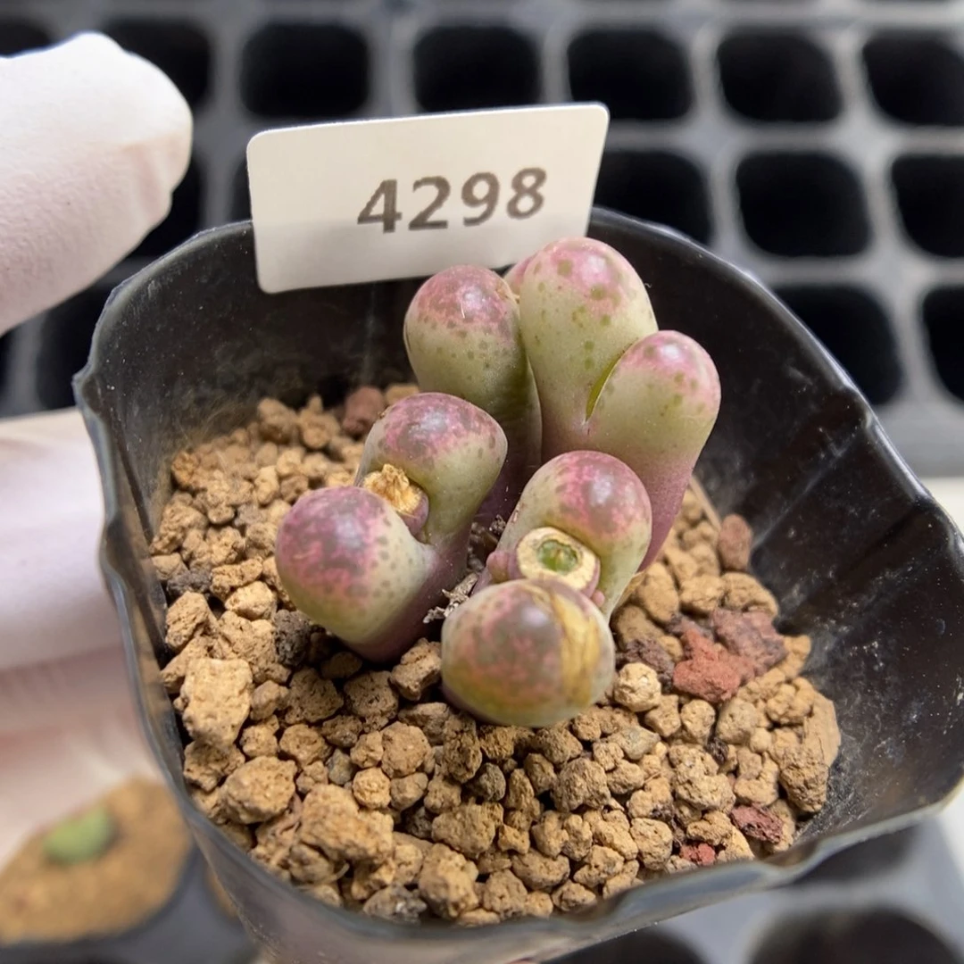 多肉植物肉锥杂交K-4298 风铃杂