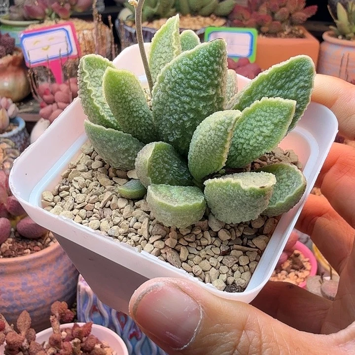 最***使水蜜桃的味道真的很好闻啊