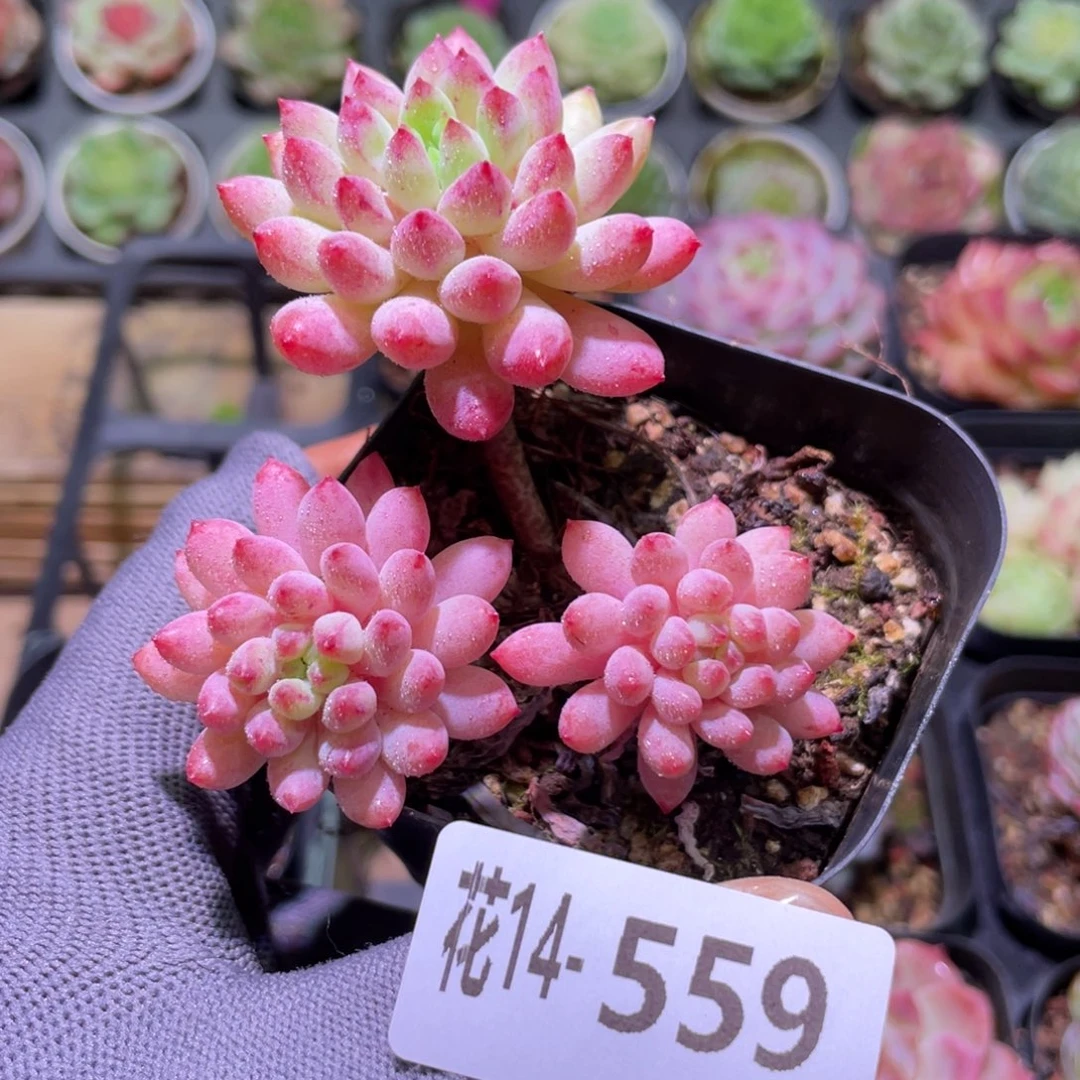 花利美14-559烟花