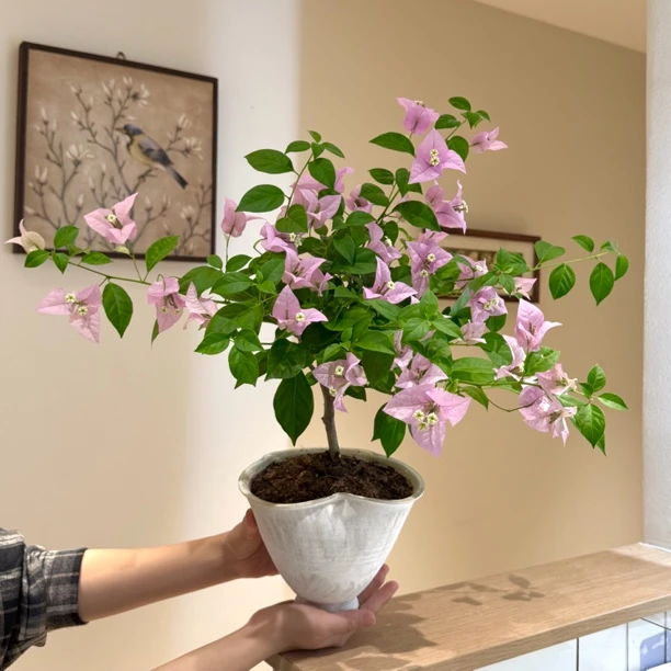 塞佛里伊娃系列勤花品种三角梅开花盆栽盆景阳台好养花卉绿植