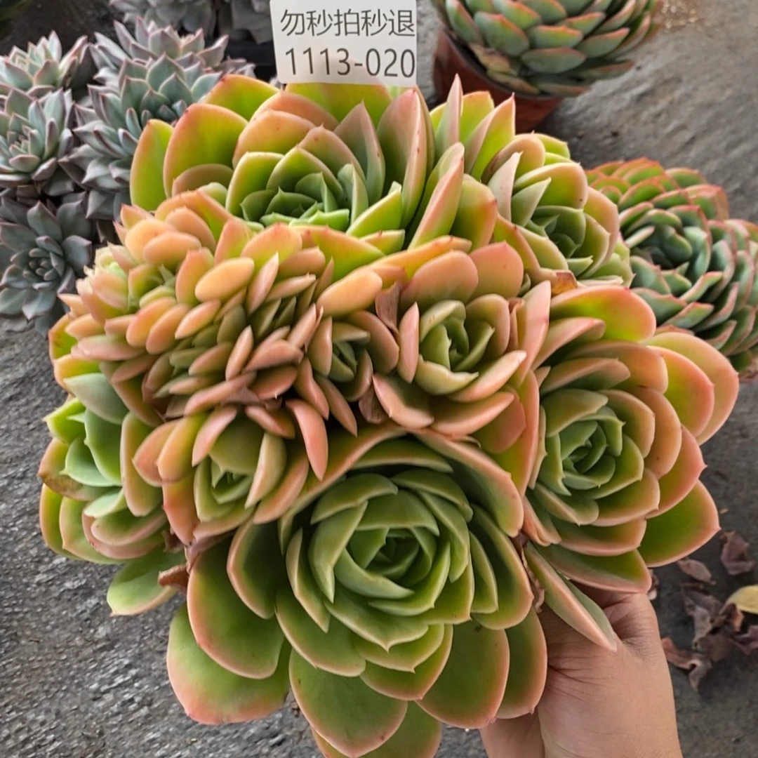 两单包邮1113-20星娜塔缀