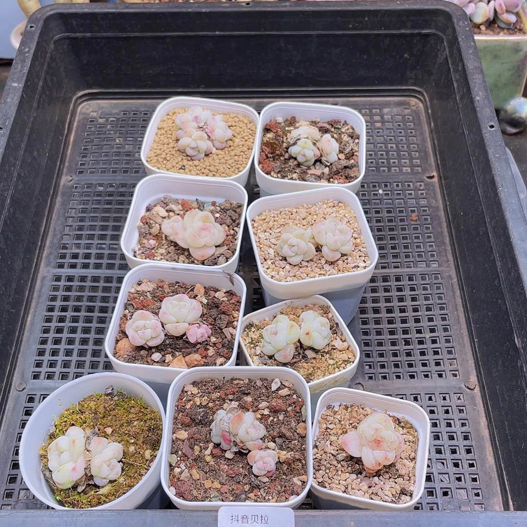 911精品多肉一物一拍