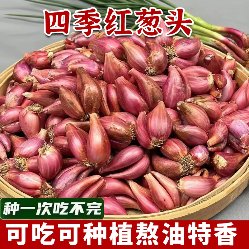 【可吃可种】四季红葱头干葱头火葱头新鲜小香葱种子