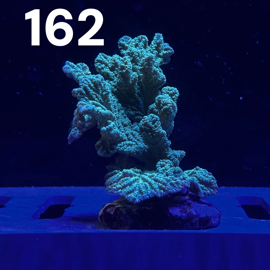 C1号荧光绿八仙【所见所得 一物一拍】海缸珊瑚