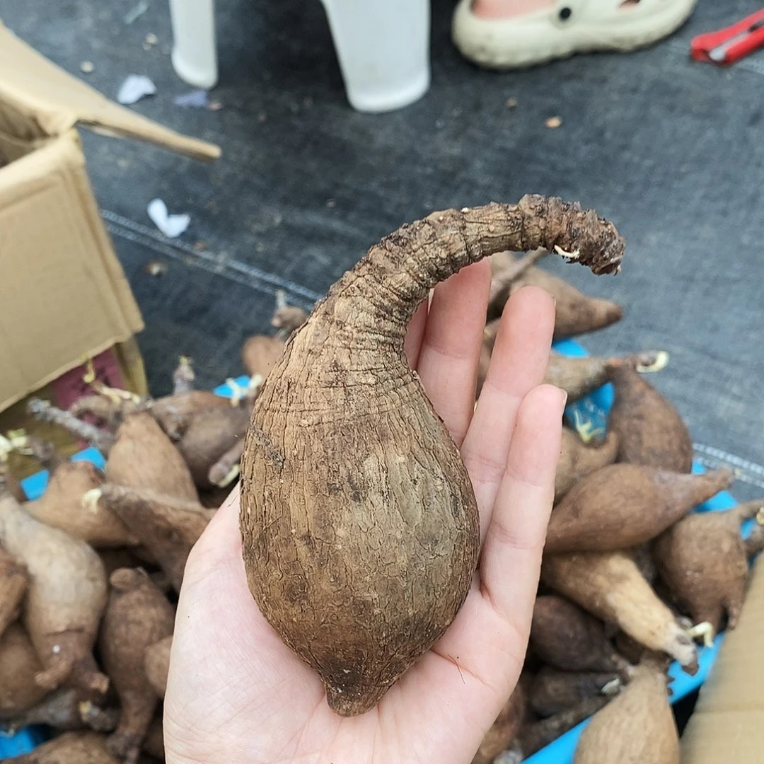一物一拍奇异油杆