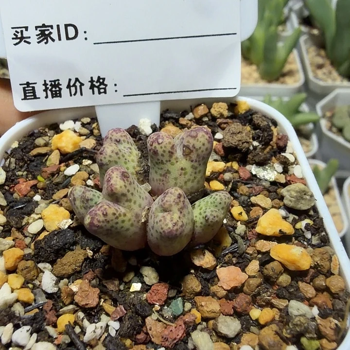 许***安111。多肉植物的生长发育和