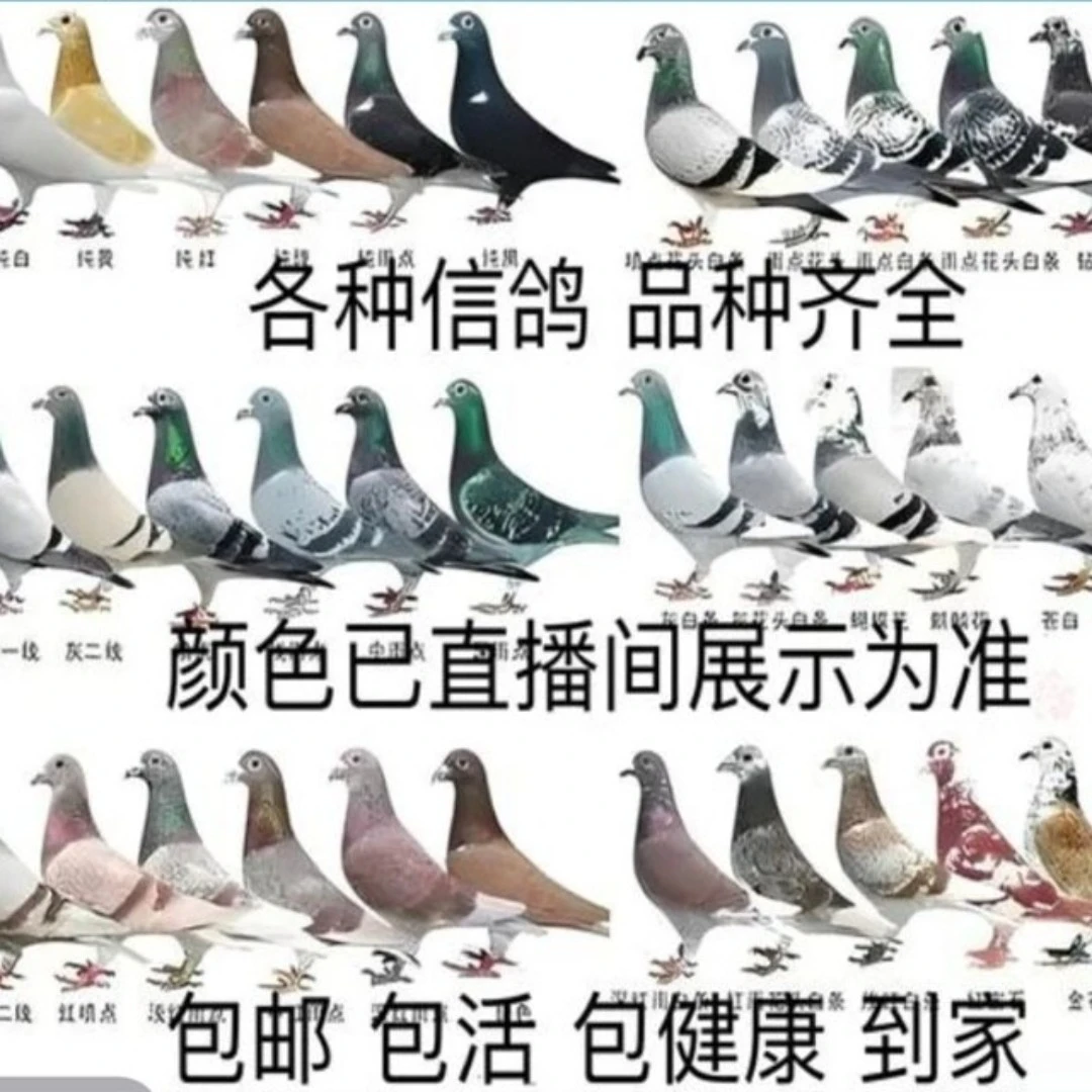生鲜信鸽 公棚俱乐部鸽子