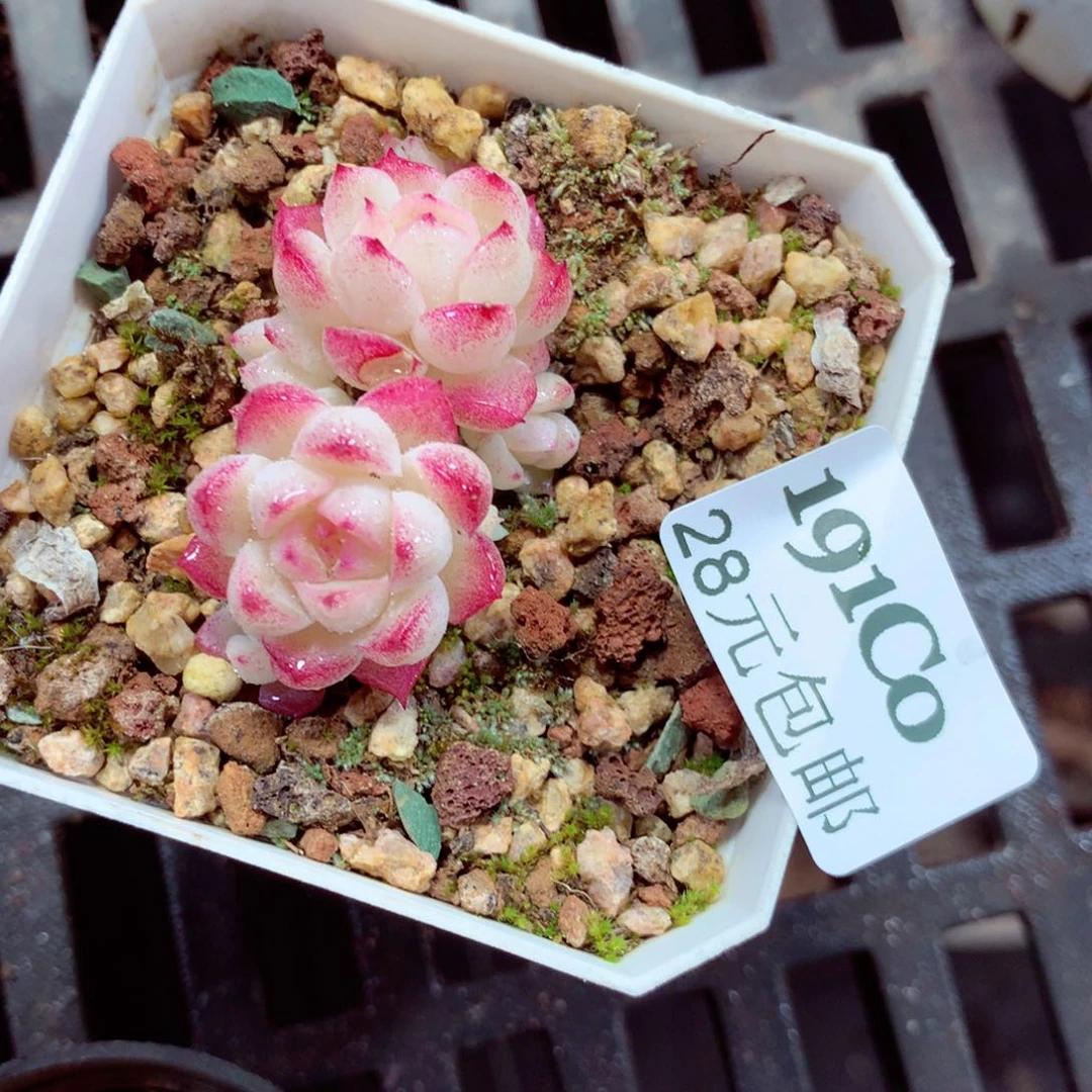 5厘米盆精控多肉191