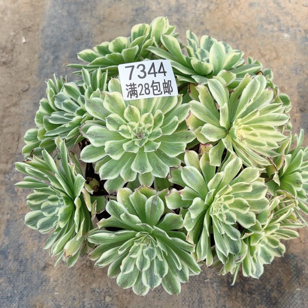 E.  7344碧浪多肉