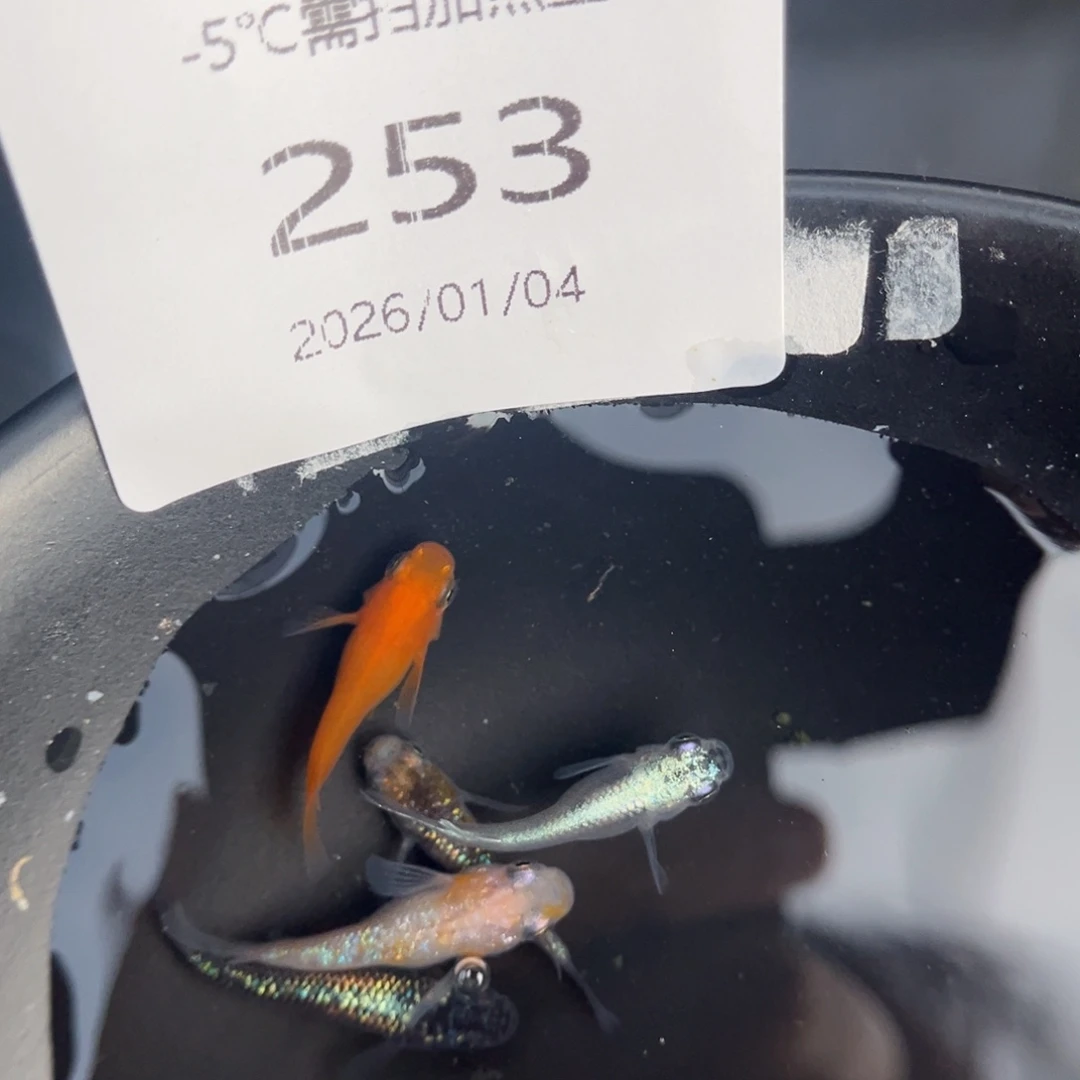 青鳉鱼253短体5尾