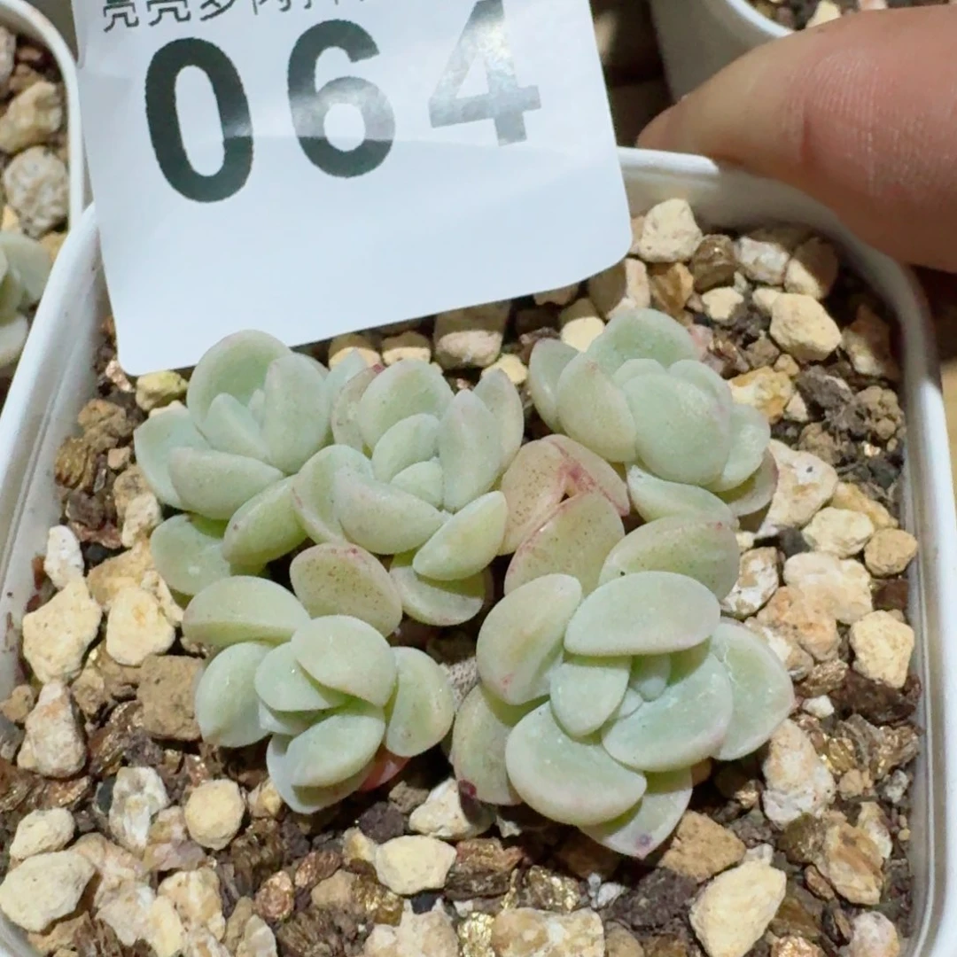 冰玉         精品多肉