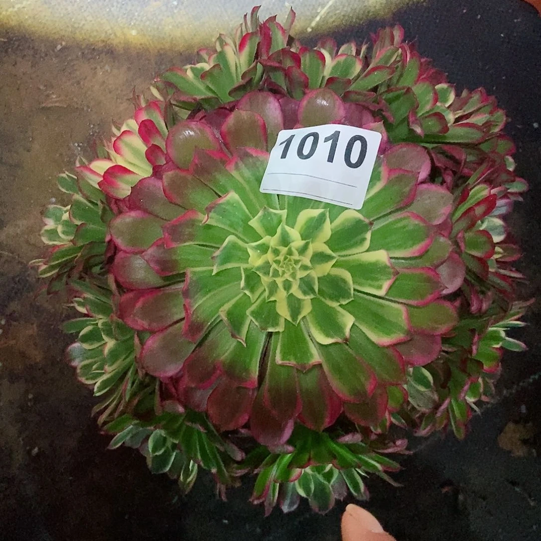 红陶1010天河多肉3333