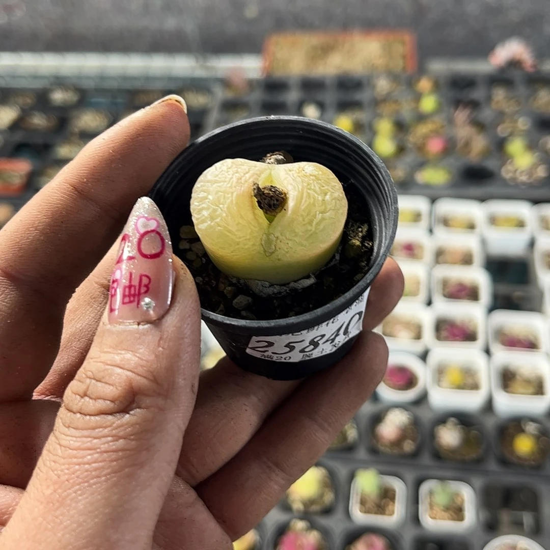 宝***Y25840一物一拍单头发货