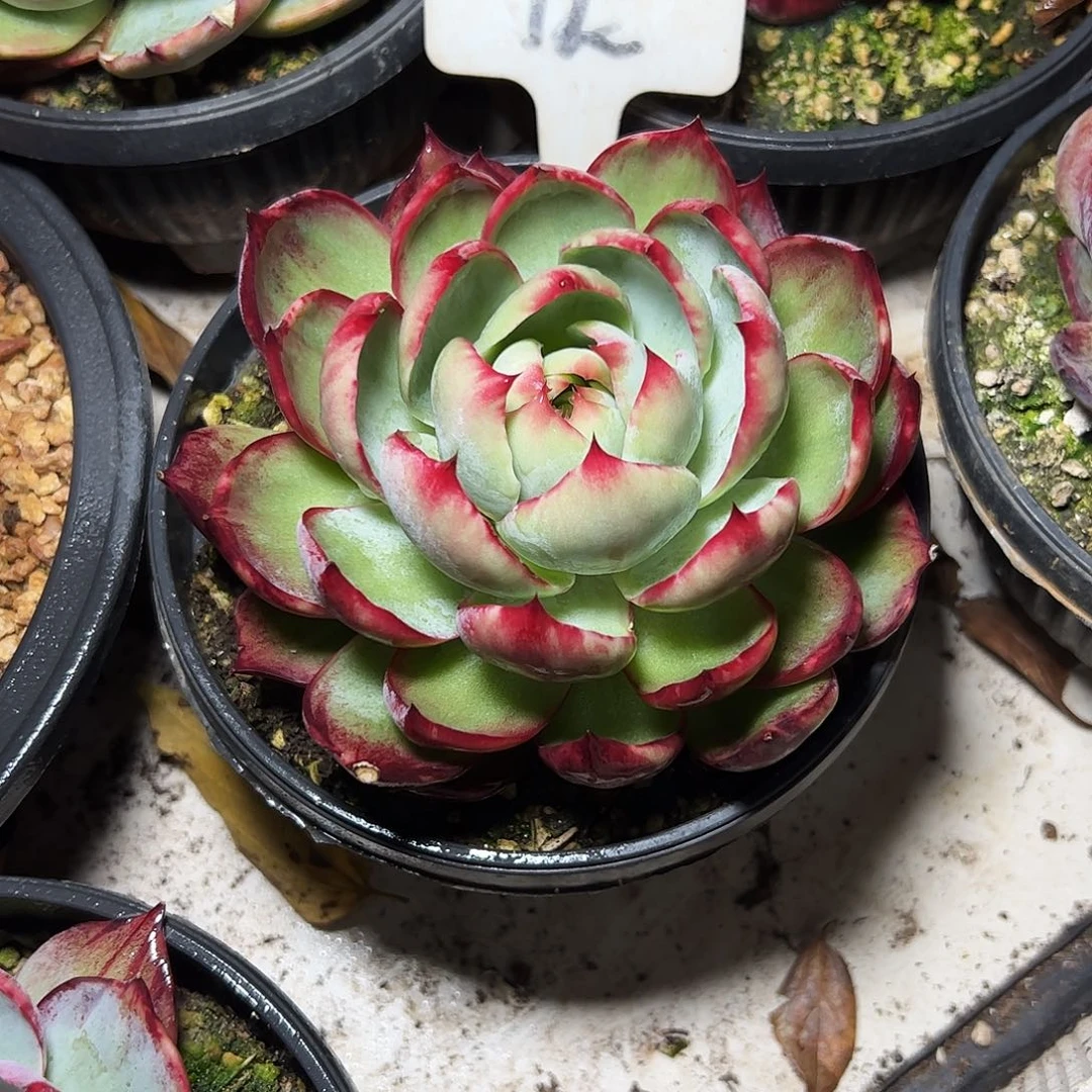 福***制惊鸿仙子一物一拍12号