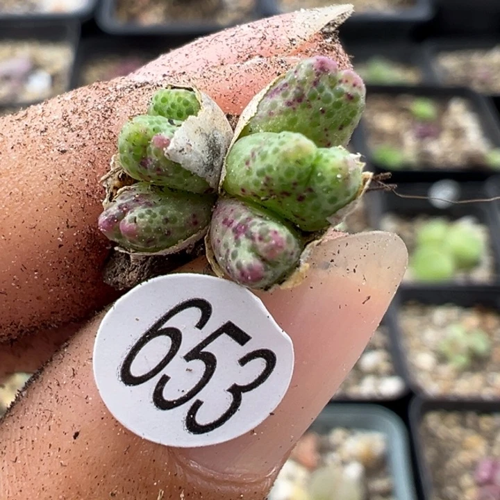 653号号1111111111111