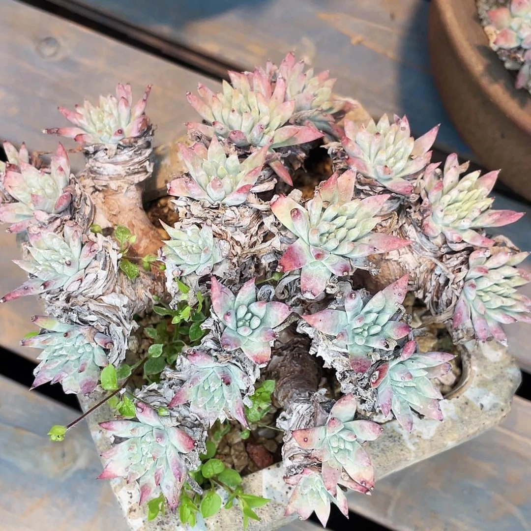 白雪老桩多头群生