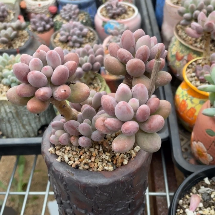 仙子奶酪多肉植物