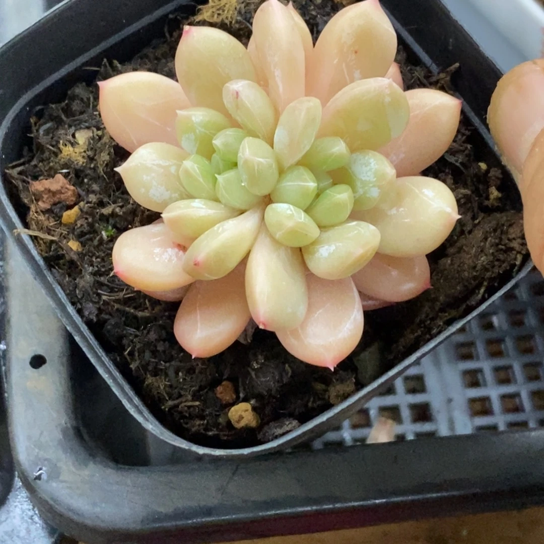 精品多肉一物一拍不包整220